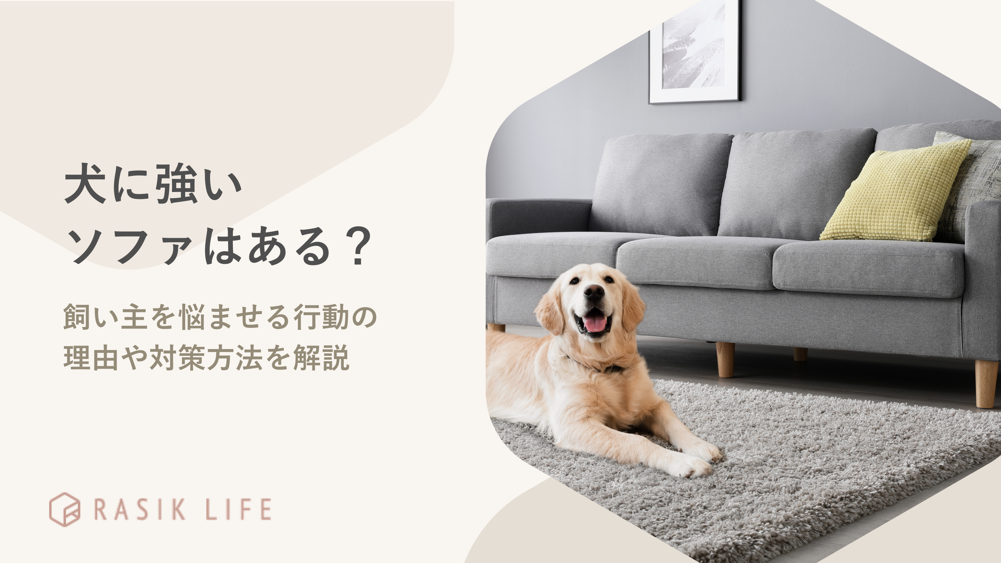 犬に強いソファはある?飼い主を悩ませる行動の理由や対策方法を解説