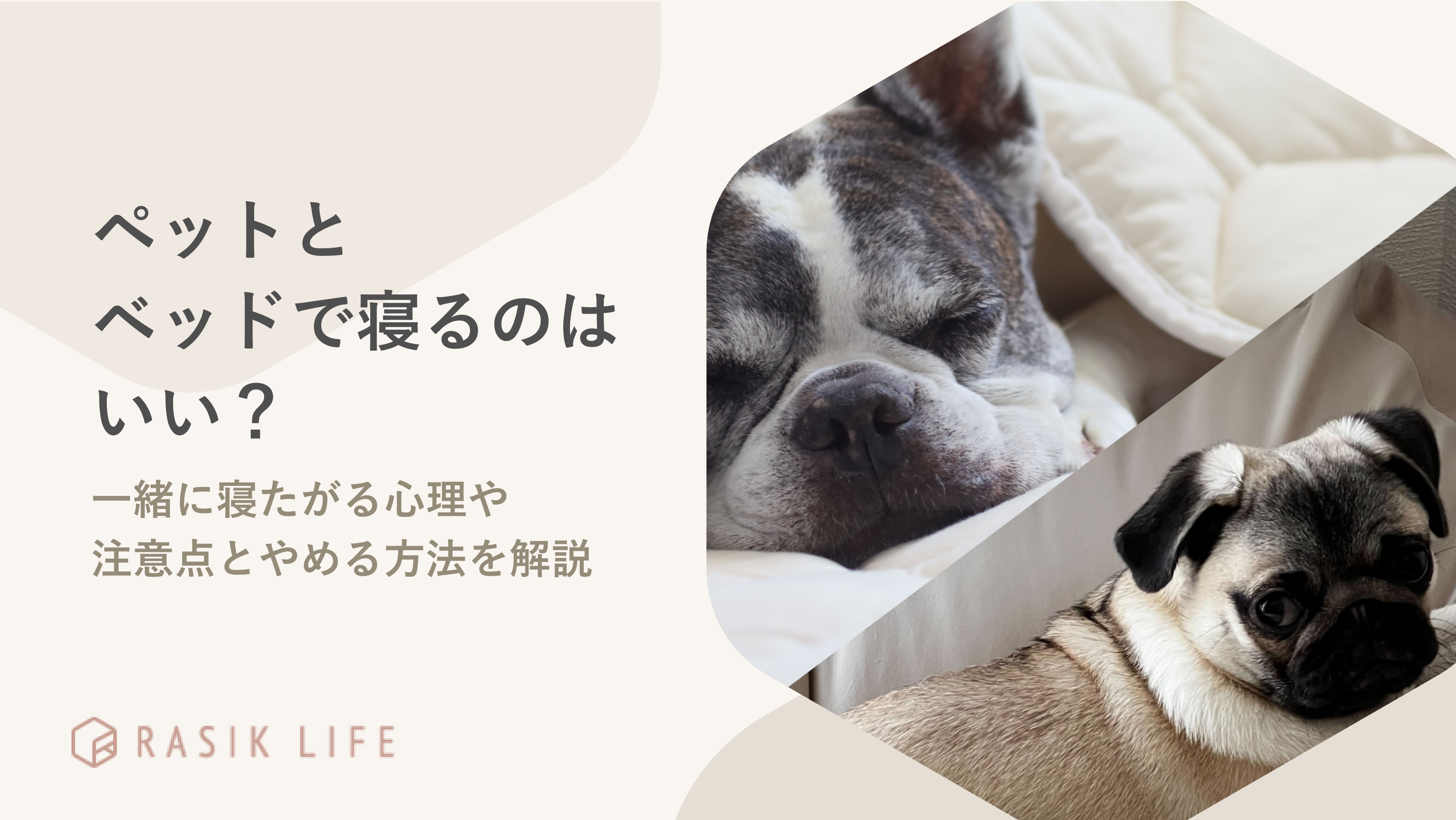 犬(ペット)とベッドで寝るのはいい?一緒に寝たがる心理や注意点とやめる方法を解説